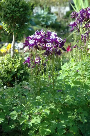 Aquilegia vulgaris - P9 - image 3