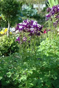 Aquilegia vulgaris - P9 - image 3