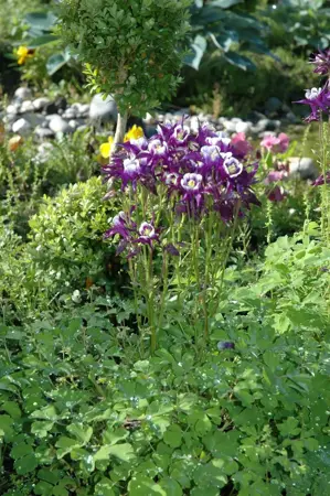 Aquilegia vulgaris - P9 - image 4