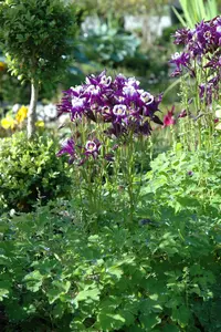 Aquilegia vulgaris - 2 Ltr pot - image 3