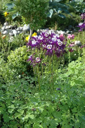 Aquilegia vulgaris - 2 Ltr pot - image 4