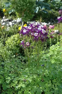 Aquilegia vulgaris - 2 Ltr pot - image 4