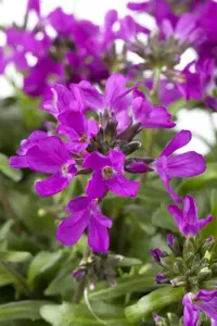 Arabis blepharophylla 