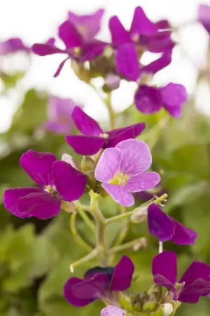 Arabis cauc. 'Snowcap' - 2 Ltr pot - image 1