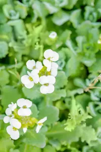 Arabis cauc. 'Snowcap' - 2 Ltr pot - image 2