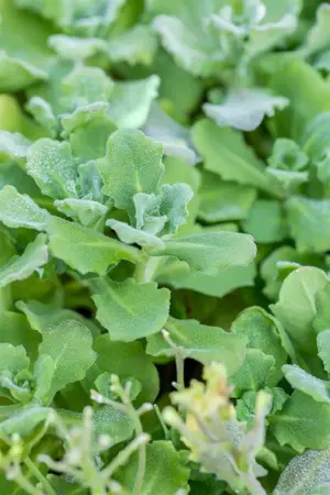 Arabis cauc. 'Snowcap' - 2 Ltr pot - image 5