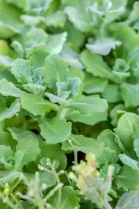Arabis cauc. 'Snowcap' - 2 Ltr pot - image 5