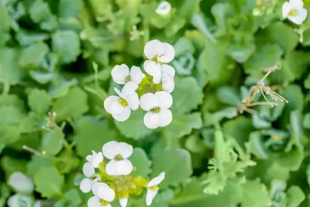 Arabis cauc. 'Snowcap' - 2 Ltr pot - image 3
