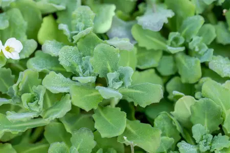 Arabis cauc. 'Snowcap' - 2 Ltr pot - image 4