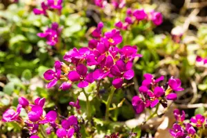 Arabis caucasica 'Aubris Deep Rose'