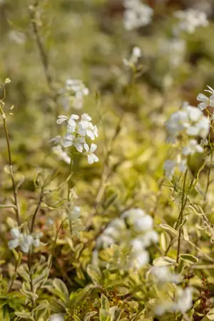 Arabis f.-c. 'Old Gold' - 1.5 Ltr pot - image 2