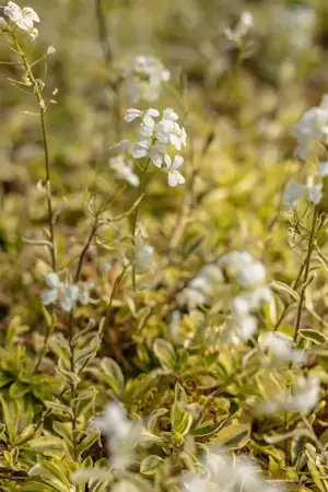 Arabis f.-c. 'Old Gold' - 1.5 Ltr pot - image 3