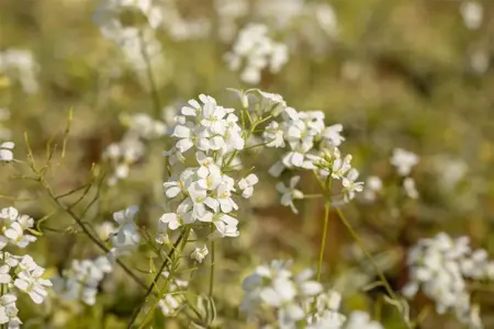 Arabis f.-c. 'Old Gold' - 1.5 Ltr pot - image 4