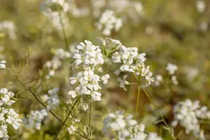 Arabis f.-c. 'Old Gold' - 1.5 Ltr pot - image 4