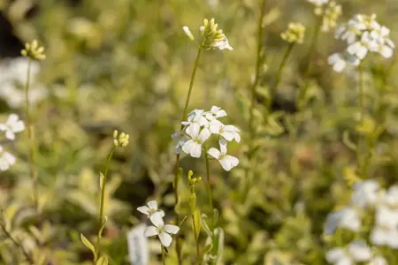Arabis f.-c. 'Old Gold' - 1.5 Ltr pot - image 5