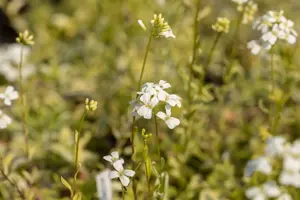 Arabis f.-c. 'Old Gold' - 1.5 Ltr pot - image 5