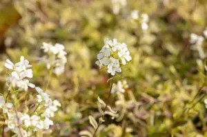 Arabis f.-c. 'Old Gold'