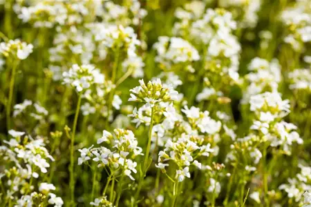 Arabis procurrens 'Glacier' - P9 - image 2