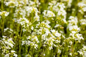 Arabis procurrens 'Glacier' - P9 - image 2