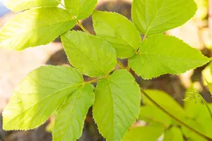 Aralia cordata - 2 Ltr pot - image 2