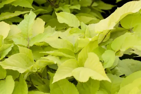 Aralia cordata 'Sun King'? - 2 Ltr pot - image 1