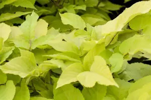 Aralia cordata 'Sun King'?