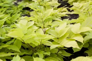 Aralia cordata 'Sun King'? - 2 Ltr pot - image 2