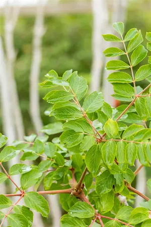 Aralia elata - P9 - image 3