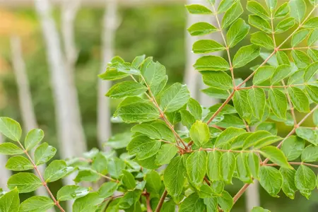 Aralia elata - P10.5 - image 2