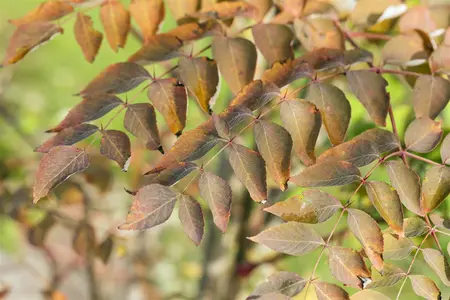 Aralia elata - 40-50 CM C5 - image 1
