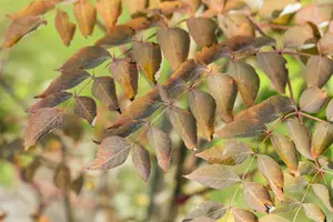 Aralia elata - 40-50 CM C5 - image 3