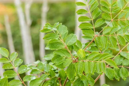Aralia elata - P9 - image 2