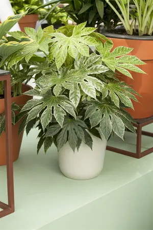Aralia elata 'Variegata' - 125-150 CM C110