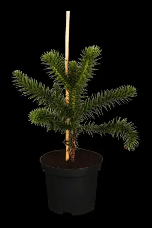 Araucaria araucana - P9 - image 1