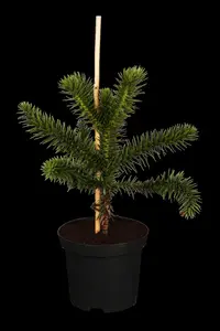 Araucaria araucana - 1 Ltr, rosepot - image 1