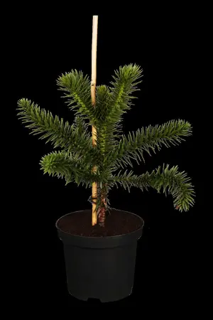 Araucaria araucana - 30-40 CM C4 - image 1