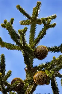 Araucaria araucana - STD 4-6 CM CONT - image 5