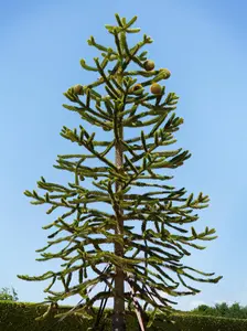 Araucaria araucana - 1 Ltr, rosepot - image 5