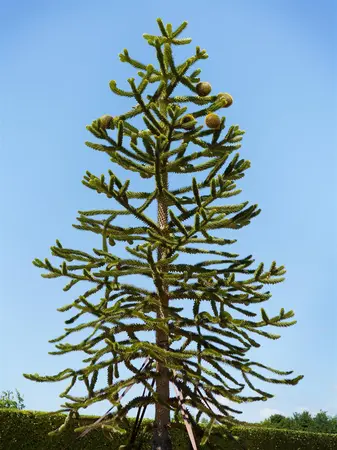 Araucaria araucana - STD 4-6 CM CONT - image 3
