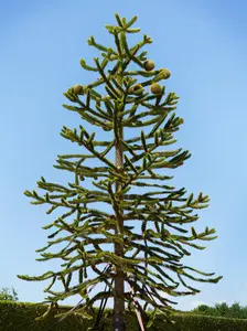 Araucaria araucana - STD 4-6 CM CONT - image 3