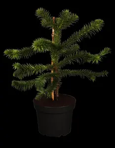 Araucaria araucana - 1 Ltr, rosepot - image 2