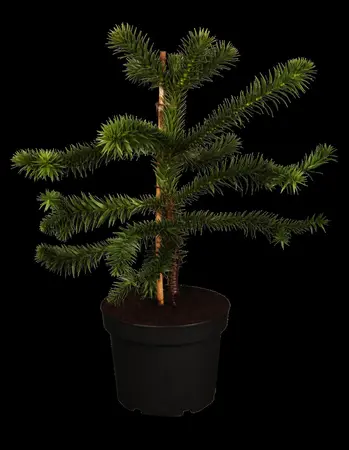 Araucaria araucana - 30-40 CM C4 - image 2
