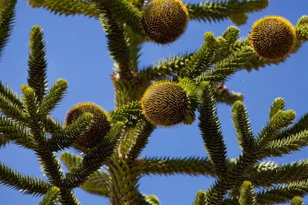 Araucaria araucana - STD 4-6 CM CONT - image 4