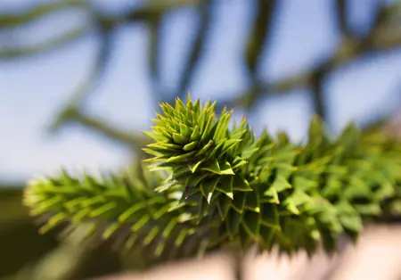 Araucaria araucana - STD 4-6 CM CONT - image 2
