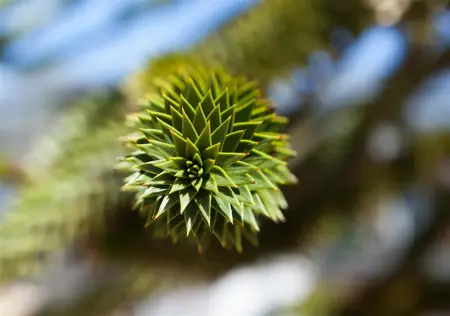 Araucaria araucana - P9 - image 3