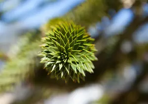 Araucaria araucana - STD 4-6 CM CONT - image 1