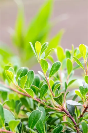 Arctostaphylos uva-ursi - P9 - image 2