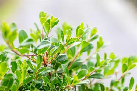 Arctostaphylos uva-ursi - P9 - image 1