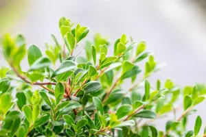 Arctostaphylos uva-ursi