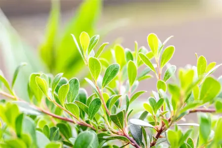 Arctostaphylos uva-ursi - P9 - image 3